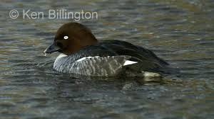 Attēlu rezultāti vaicājumam “Bucephala clangula juvenile”