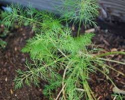 Image result for Carum carvi