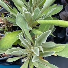 Image result for Lychnis coronaria alba