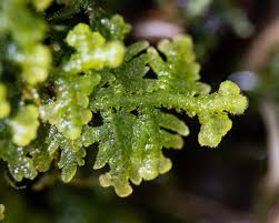 Attēlu rezultāti vaicājumam “Tritomaria exsectiformis”