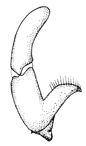 Attēlu rezultāti vaicājumam “Trichocera regelationis”