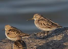 Attēlu rezultāti vaicājumam “Calidris falcinellus adult”