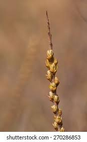 Attēlu rezultāti vaicājumam “Hippophae rhamnoides female flower”