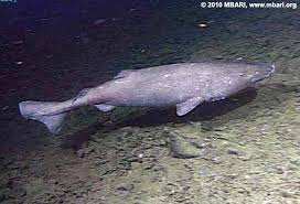 Image result for Somniosus pacificus