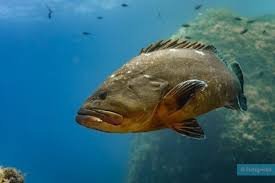 Image result for Epinephelus marginatus