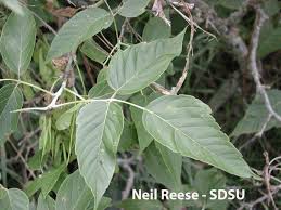 Attēlu rezultāti vaicājumam “Acer negundo leaf”