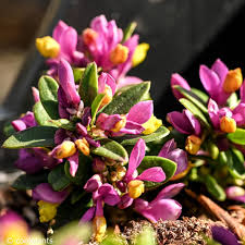 Attēlu rezultāti vaicājumam “Polygala comosa flower”