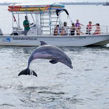 Image result for Adventure Dolphin