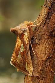 Attēlu rezultāti vaicājumam “Plusia festucae”