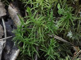 Attēlu rezultāti vaicājumam “Helodium blandowii”