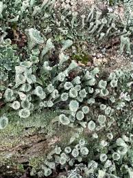 Attēlu rezultāti vaicājumam “Cladonia fimbriata”