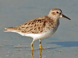 Image result for Calidris minutilla