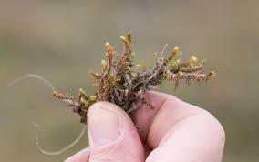 Attēlu rezultāti vaicājumam “Scorpidium cossonii”