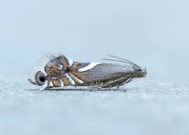Attēlu rezultāti vaicājumam “Glyphipterigidae”