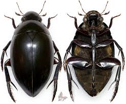 Attēlu rezultāti vaicājumam “Hydrophilidae”