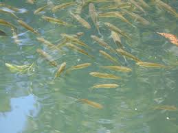 Image result for Squalius vardarensis