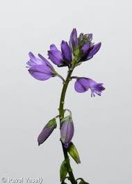 Attēlu rezultāti vaicājumam “Polygala vulgaris”
