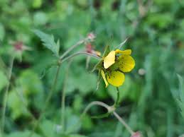 Attēlu rezultāti vaicājumam “Geum x intermedium flower”