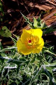 Attēlu rezultāti vaicājumam “Papaver argemone fruit”