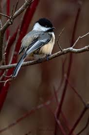 Image result for Poecile montana