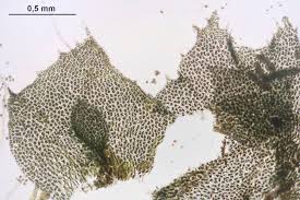 Attēlu rezultāti vaicājumam “Lophozia incisa”