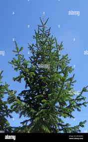 Attēlu rezultāti vaicājumam “Abies sibirica”