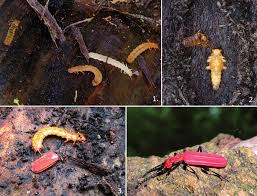 Attēlu rezultāti vaicājumam “Cucujus cinnaberinus larva”