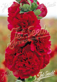 Image result for Alcea (althaea) rosea