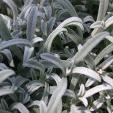 Image result for cerastium tomentosum
