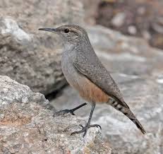 Attēlu rezultāti vaicājumam “Passeriformes”