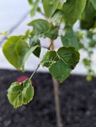 Attēlu rezultāti vaicājumam “Syringa reticulata subsp. amurensis leaf”
