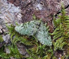 Attēlu rezultāti vaicājumam “Chloroclystis v-ata”