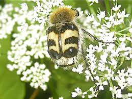 Attēlu rezultāti vaicājumam “Trichius fasciatus imago”