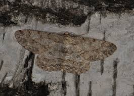 Attēlu rezultāti vaicājumam “Hypomecis punctinalis”