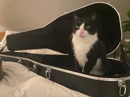 Image result for Cat sleeping in guitar