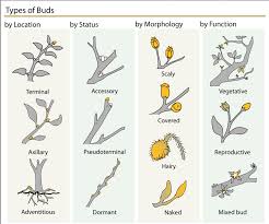 Attēlu rezultāti vaicājumam “Anthyllis maritima bud”