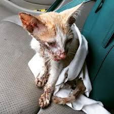 Image result for cat found