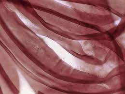 Attēlu rezultāti vaicājumam “Hemitrichia calyculata stalked”