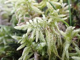 Attēlu rezultāti vaicājumam “Pseudoscleropodium purum”