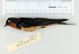Attēlu rezultāti vaicājumam “Hirundo rustica”