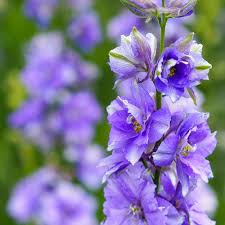 Image result for Delphinium consolida