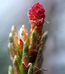 Attēlu rezultāti vaicājumam “Pinus sylvestris male flower”