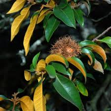 Attēlu rezultāti vaicājumam “Ophiotheca chrysosperma sessile”