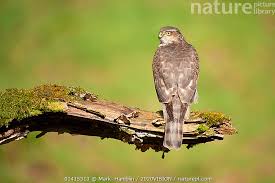 Attēlu rezultāti vaicājumam “Accipiter nisus male”
