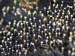 Attēlu rezultāti vaicājumam “Physarum viride var. incanum macro”