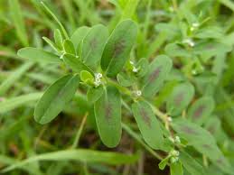 Attēlu rezultāti vaicājumam “Jungermannia subulata”