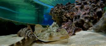 Image result for Pseudobatos lentiginosus