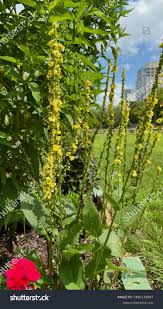 Image result for Verbascum nigrum