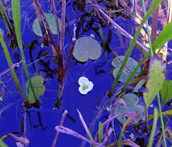 Attēlu rezultāti vaicājumam “Hydrocharis morsus-ranae fruit”