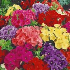 Image result for Phlox (großblumig)